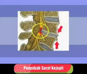 peredaran darah tubuh